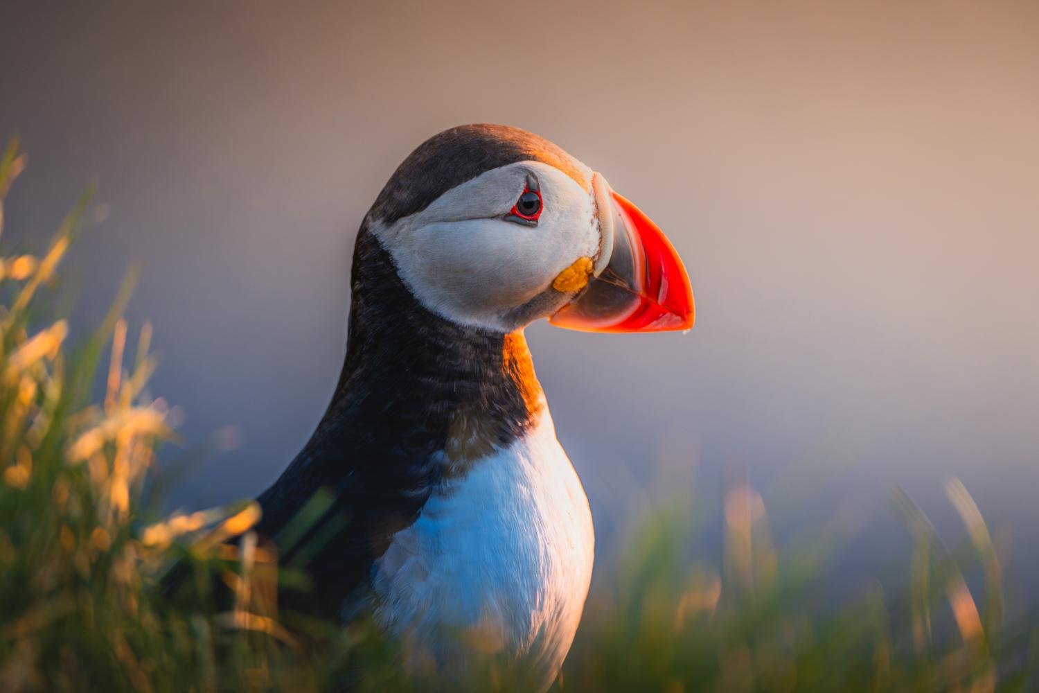 Puffins Up Close by Nikita Chicherin