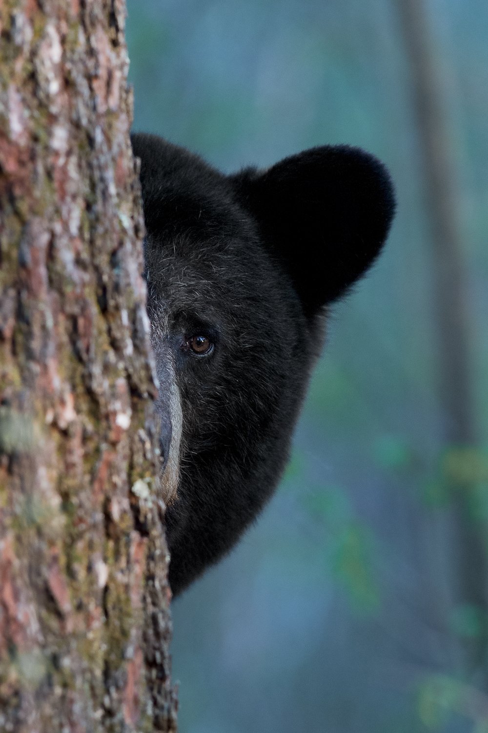 Bearing Witness by Dave Shaffer