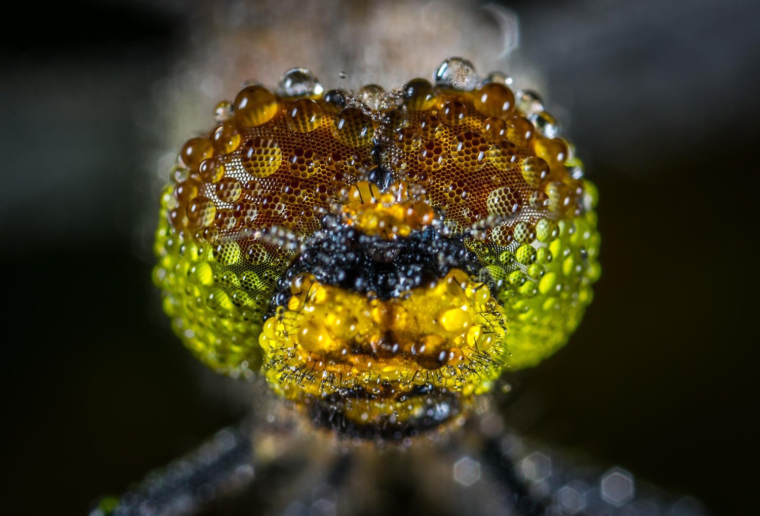 macro3 by mohebbipour farzad