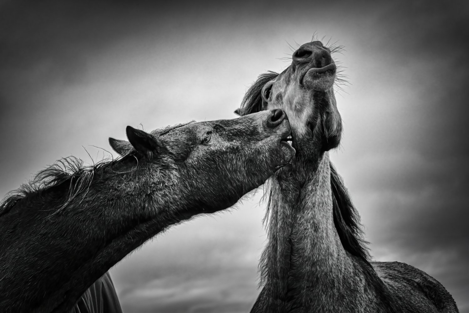 Love by Todor Tilev