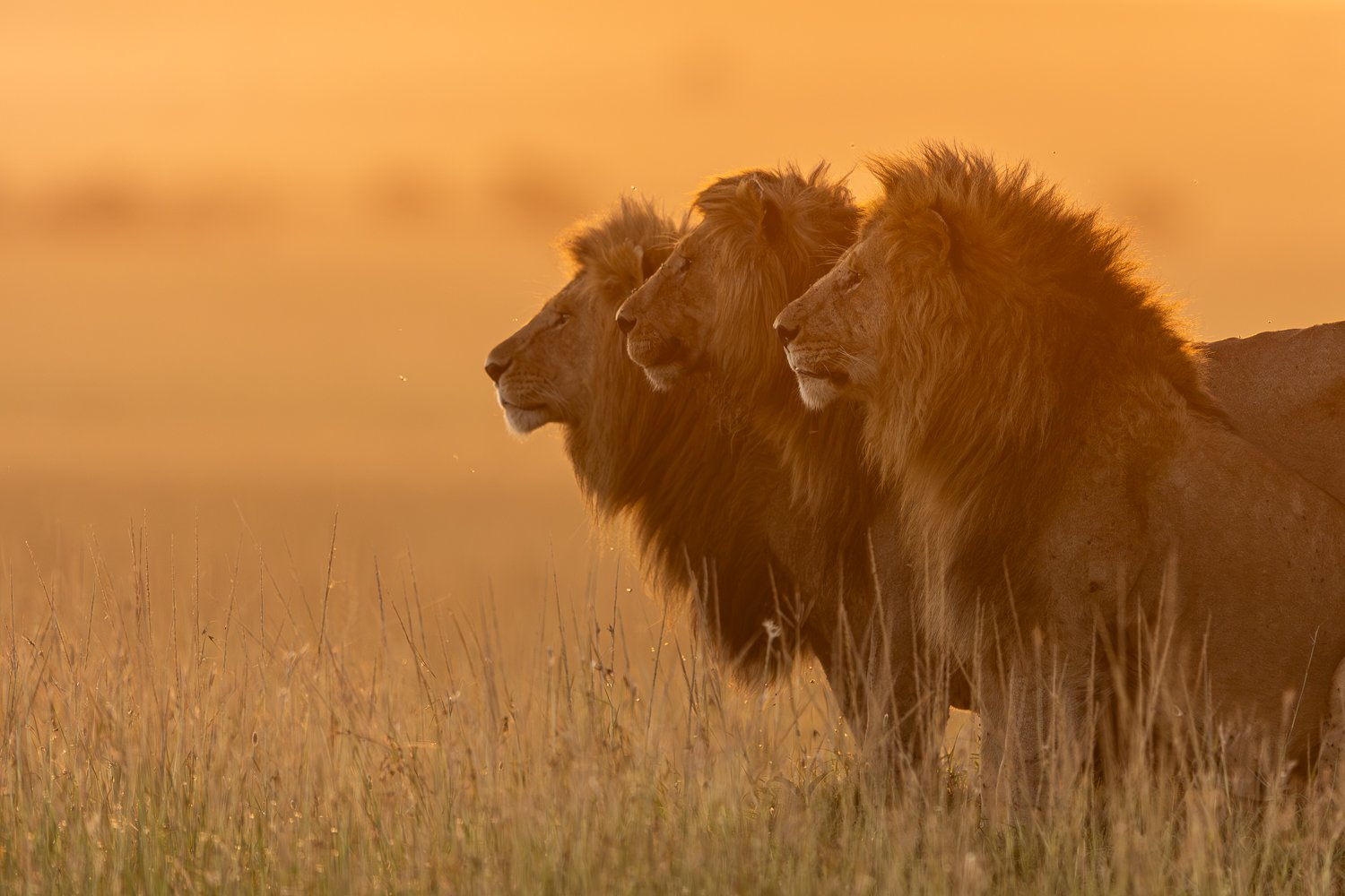 Three in One by Girish Jamadagni