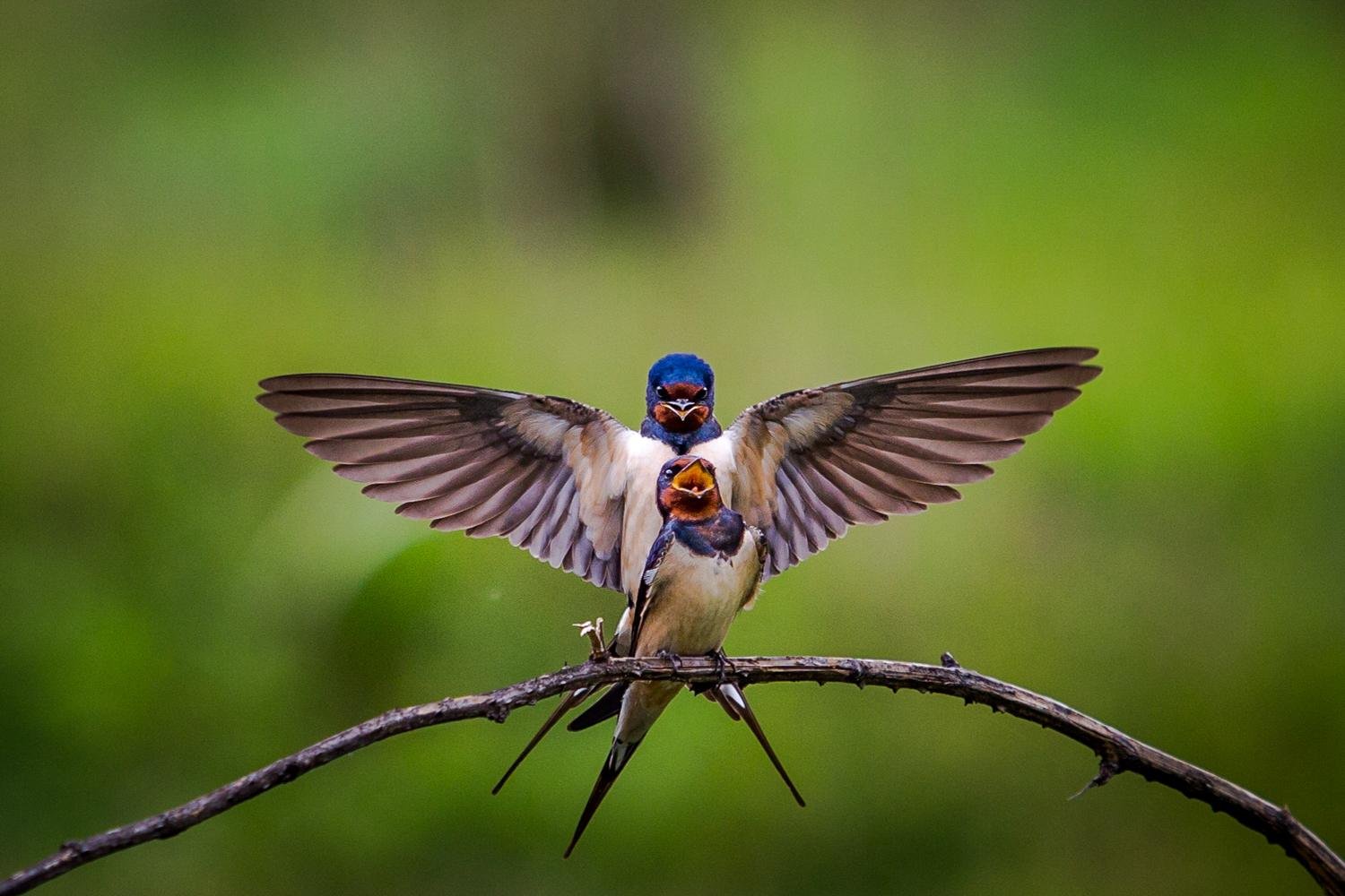 Barn swallow by Hossein Esmaeili