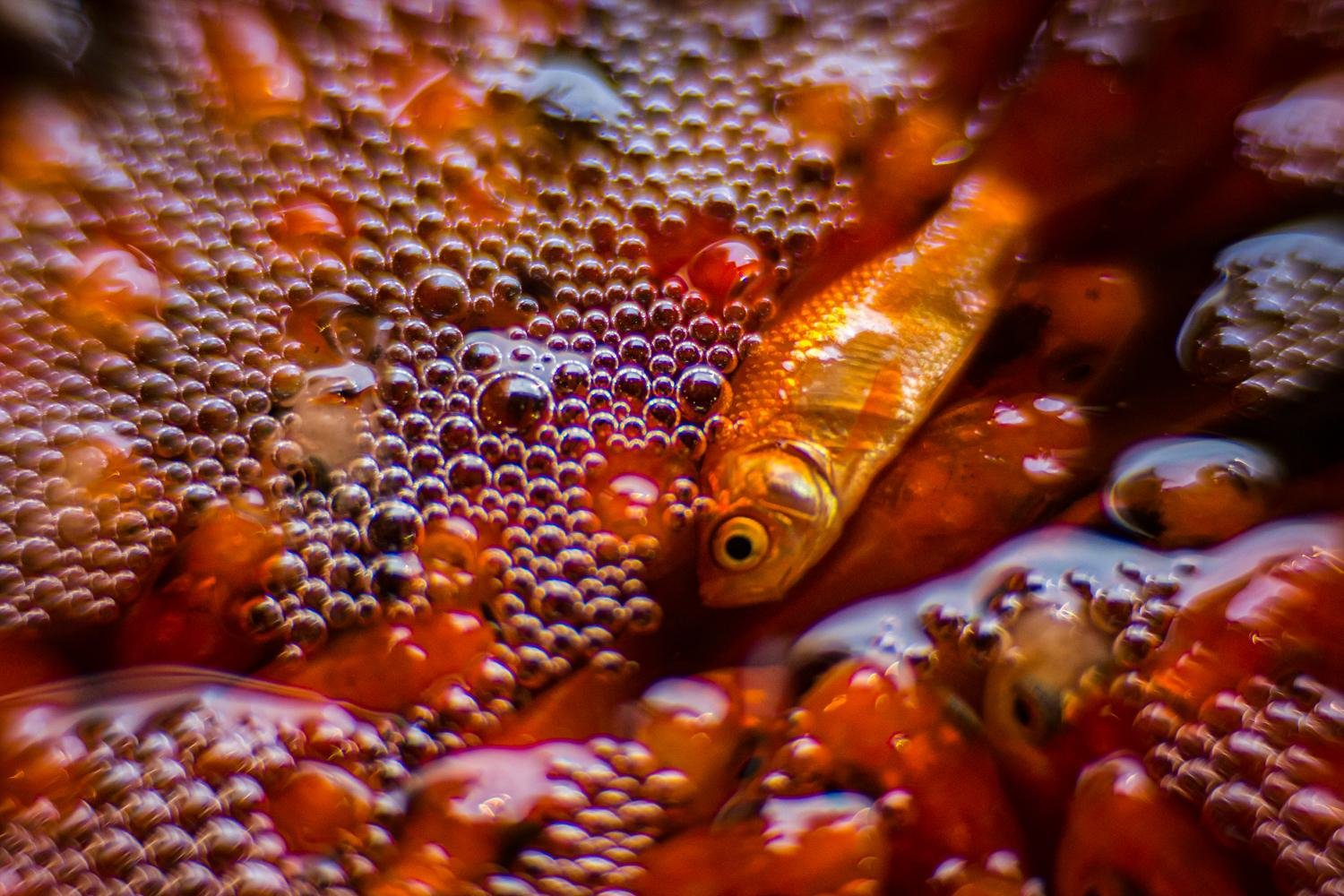 Death of Millions of Goldfish by Hossein Esmaeili