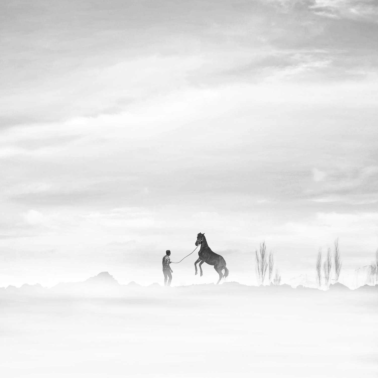 The horse series by Mohammad Nazari