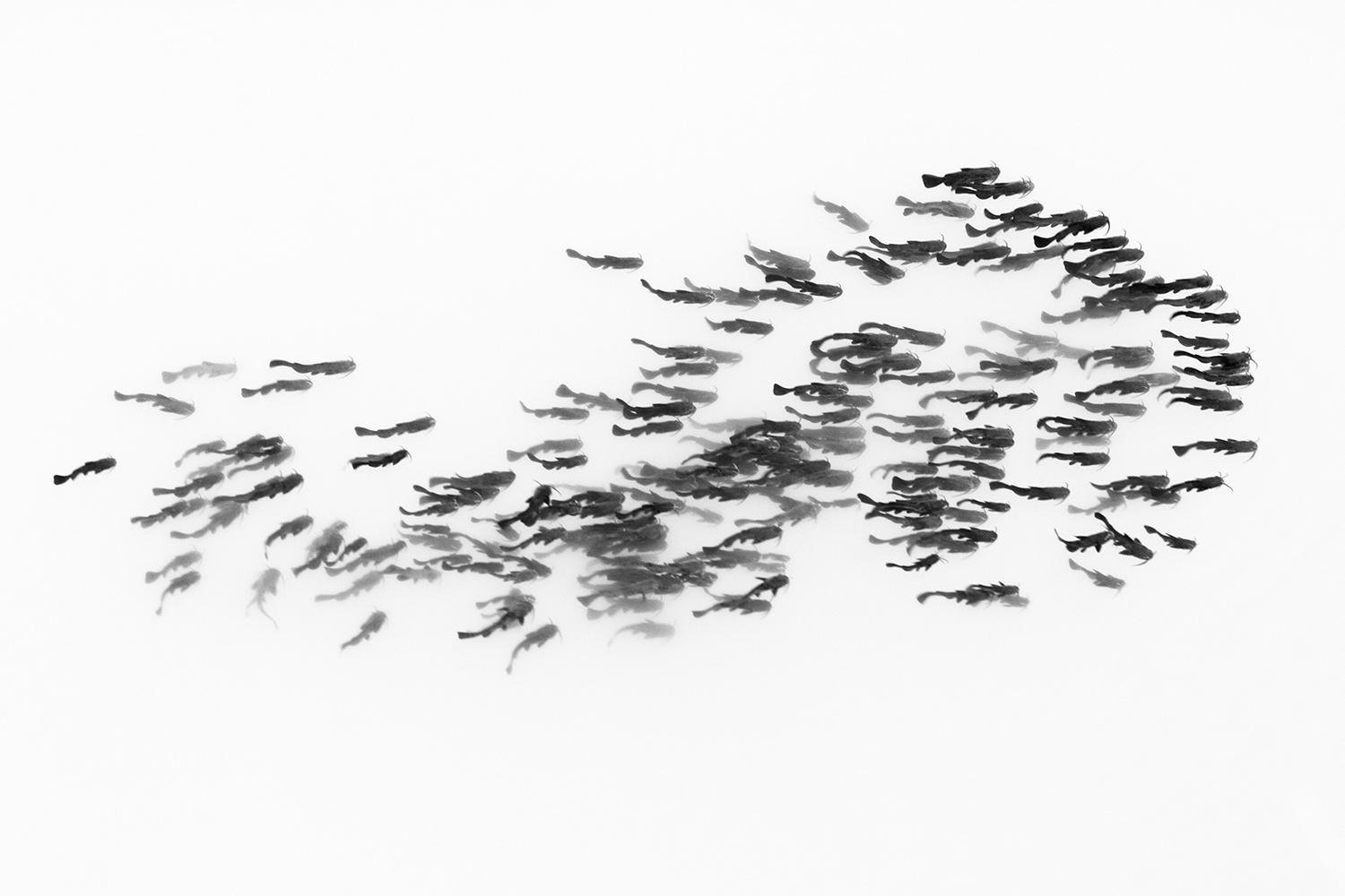 Shoal of catfish by Jeremy Lafleur