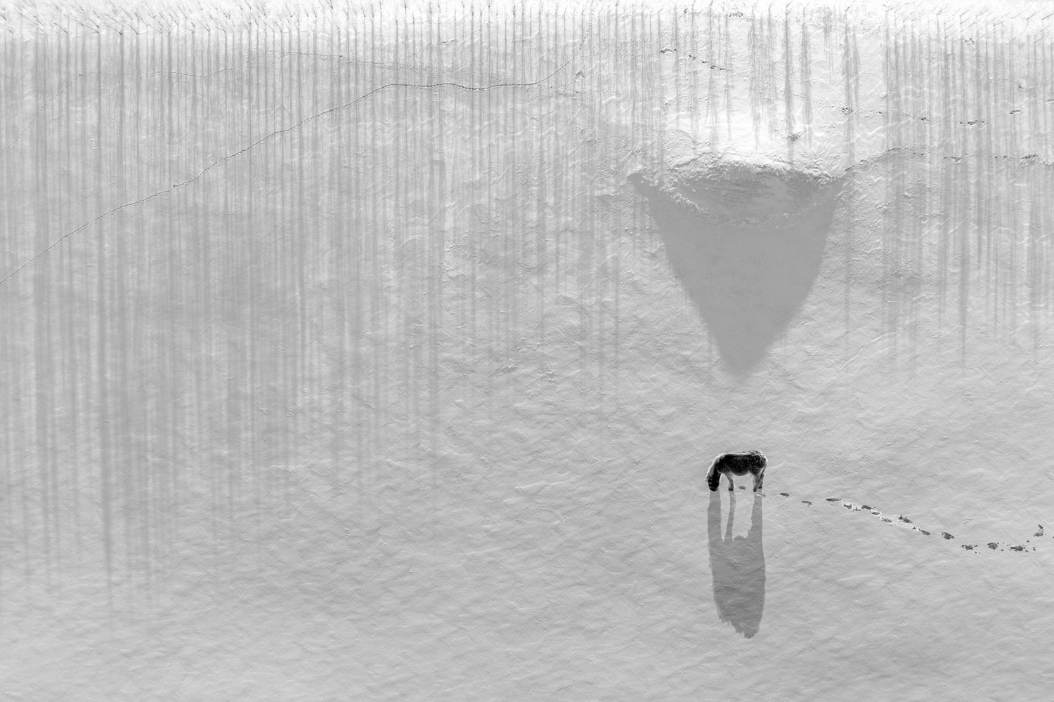 Light hooves on clean snow by Yalin Qiu