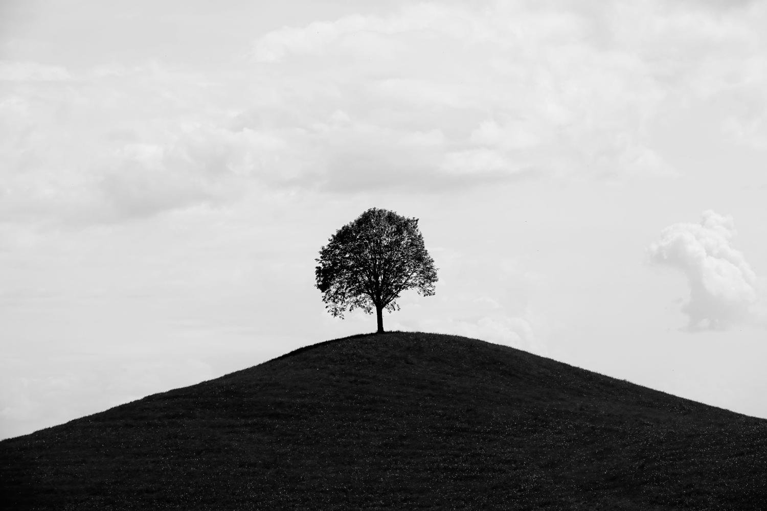 Lonesome tree by Thierry Lagnel