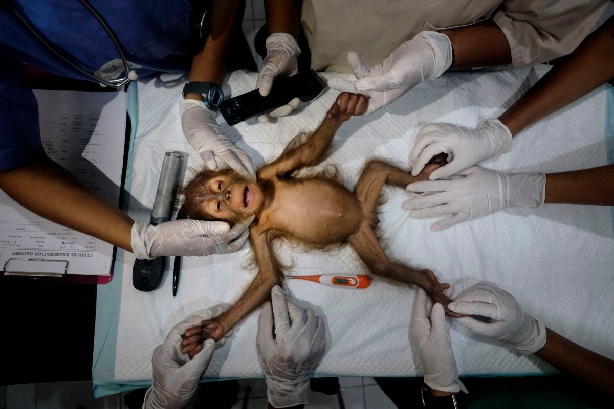 Saving Orangutans by Alain Schroeder