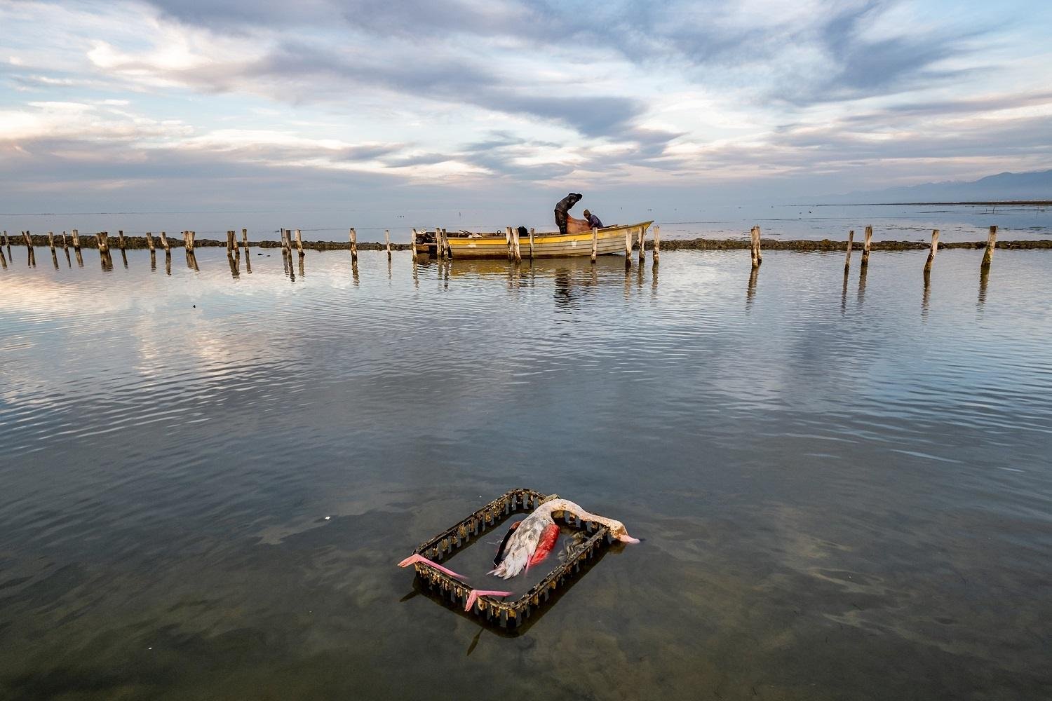 The suspected death of migratory birds by keyvan Jafari