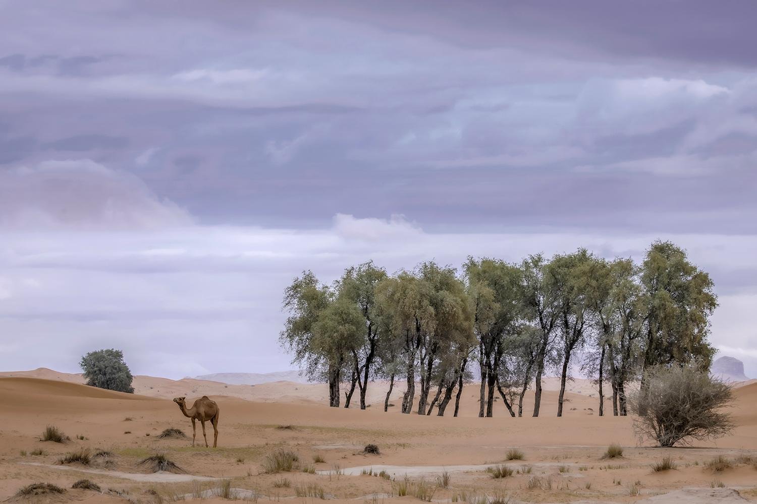 Desert Silence and the Beauty of Ghaf by Imadeddin Alaeddin