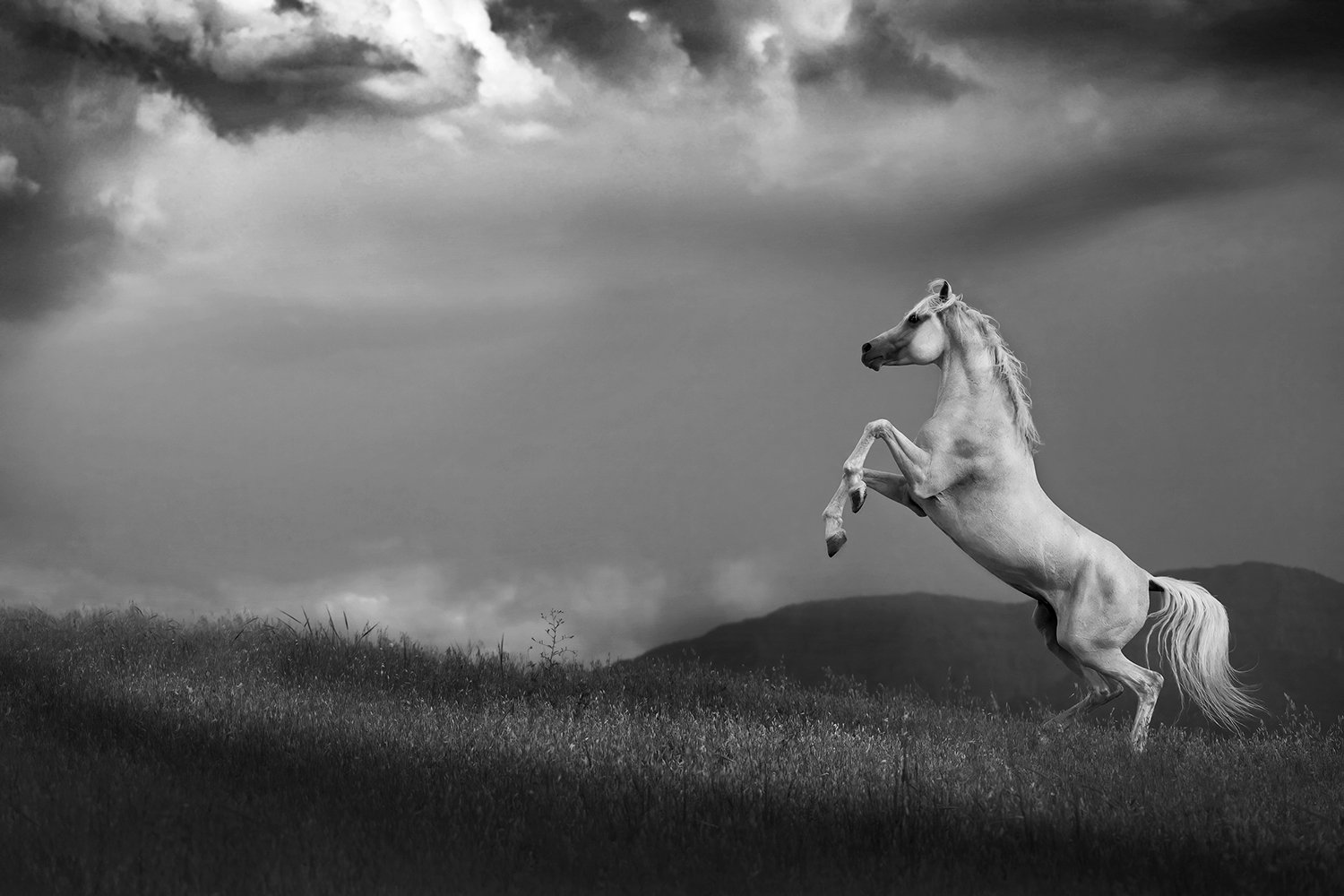 White Pegasus by Armin Abdehou