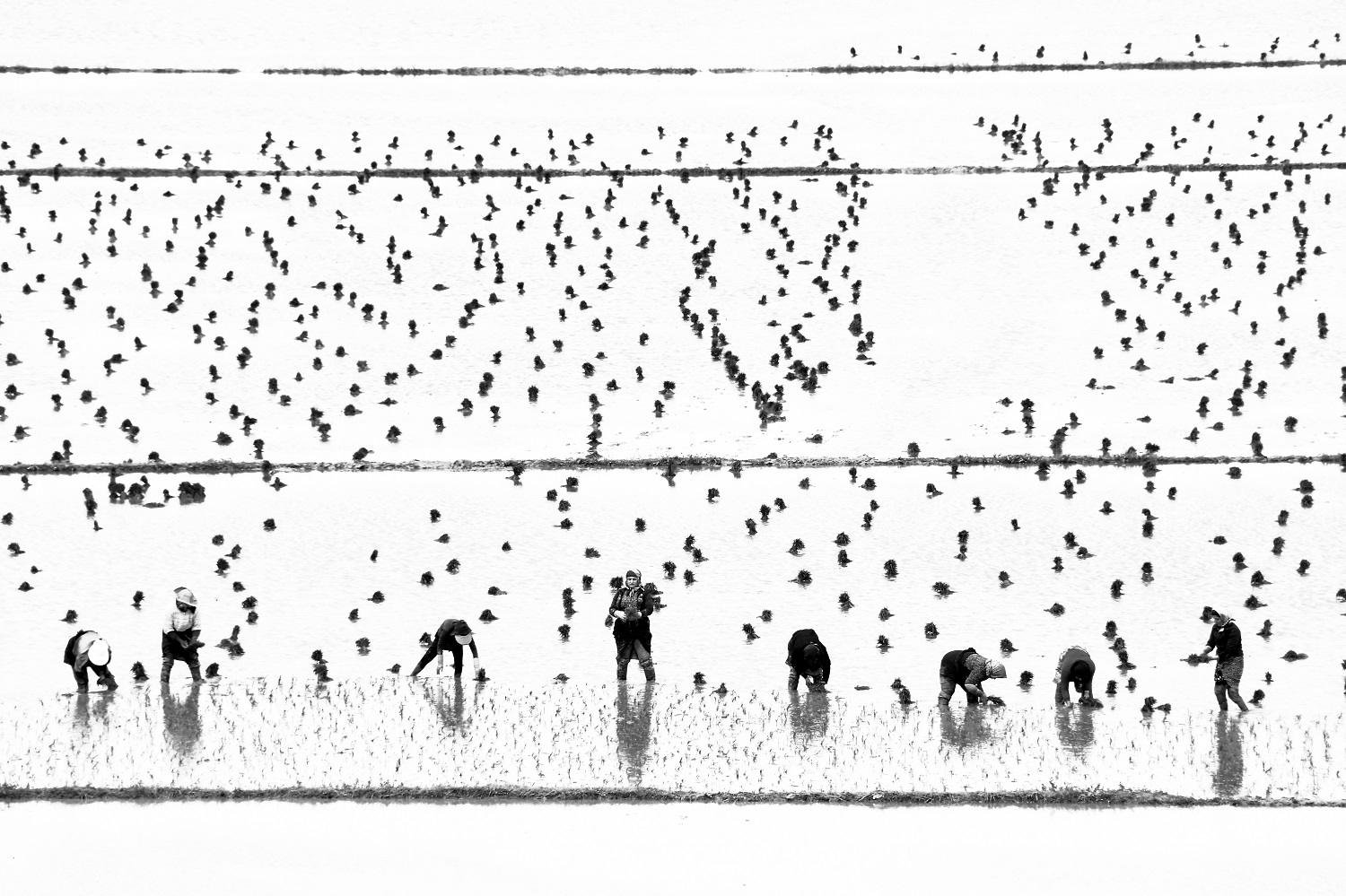 Woman Rice Farmers by keyvan Jafari