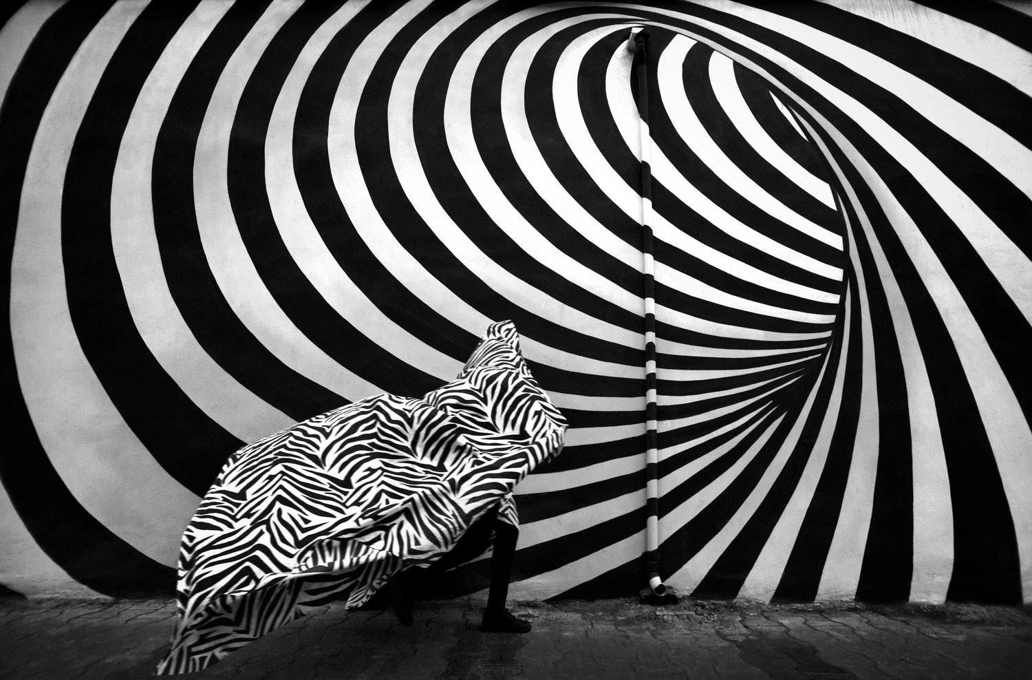 Zebra by Hadi Dehghanpour