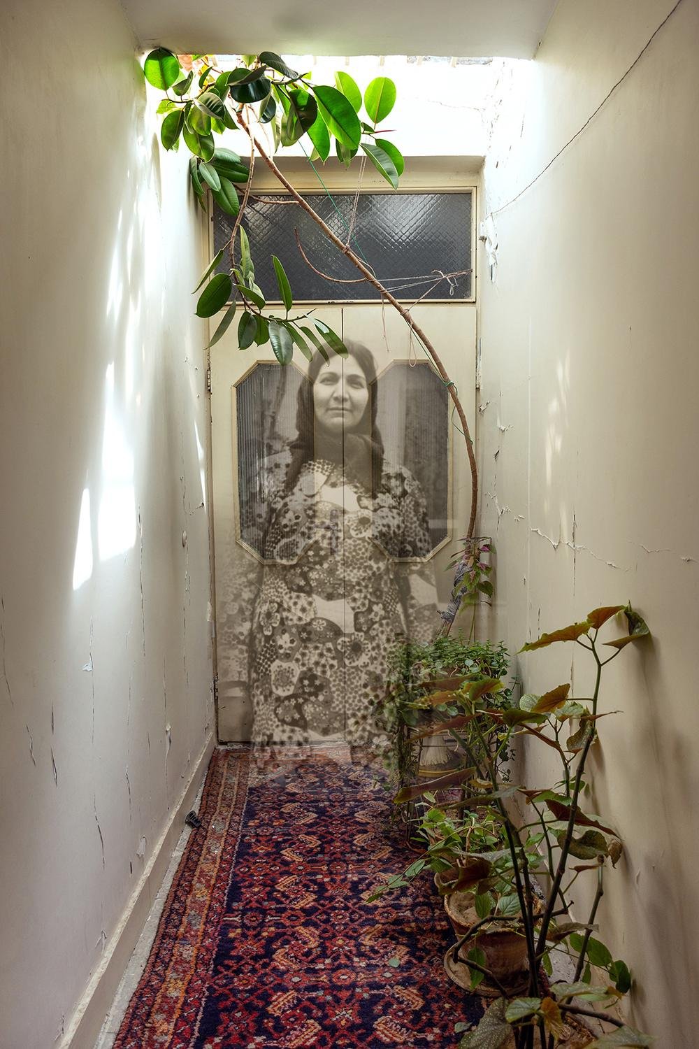 A Home for the Ficus Plant by Fateme Rohani