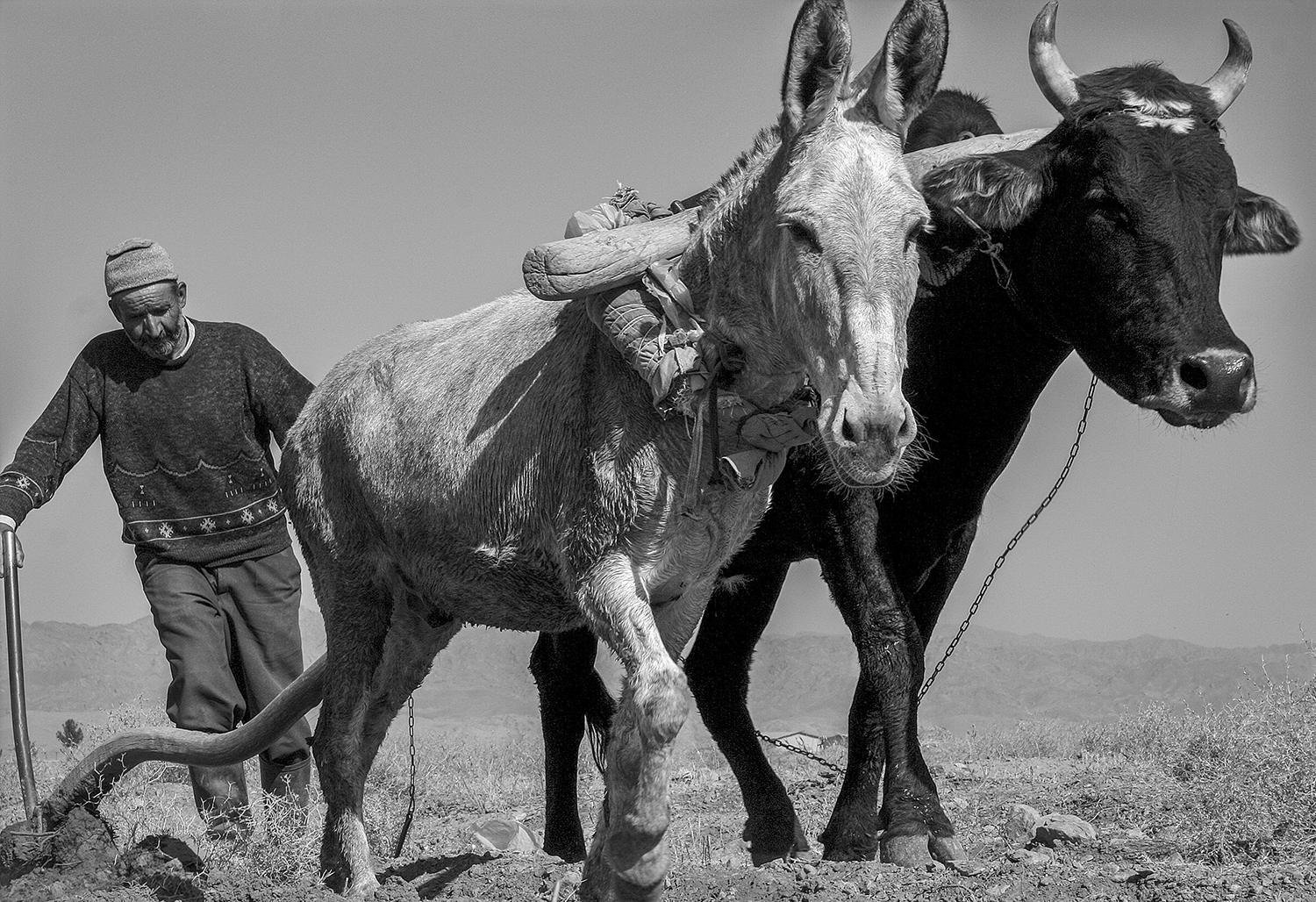 The Role of Animals in Human Life by Ghadir Vaghari