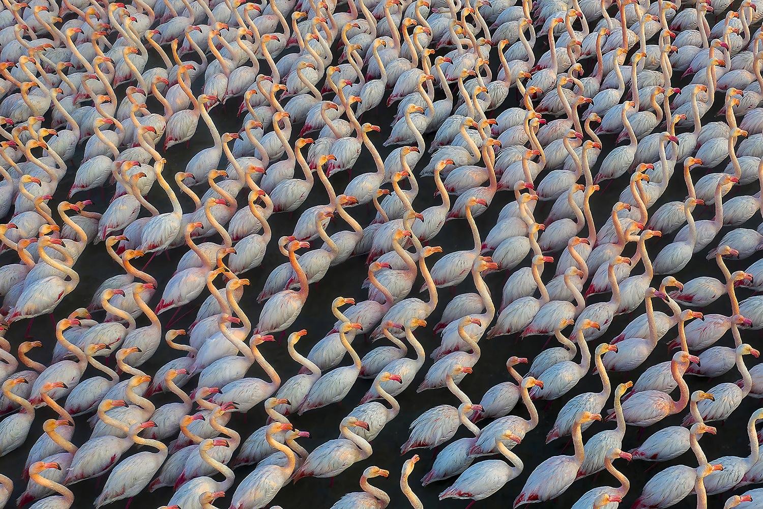 The bitter death of birds by Mehdi Mohebi pour