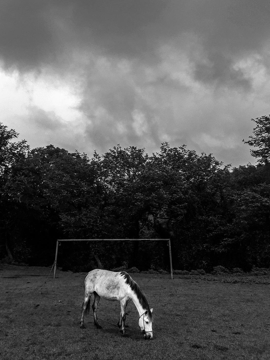 Horse by Sadegh Souri