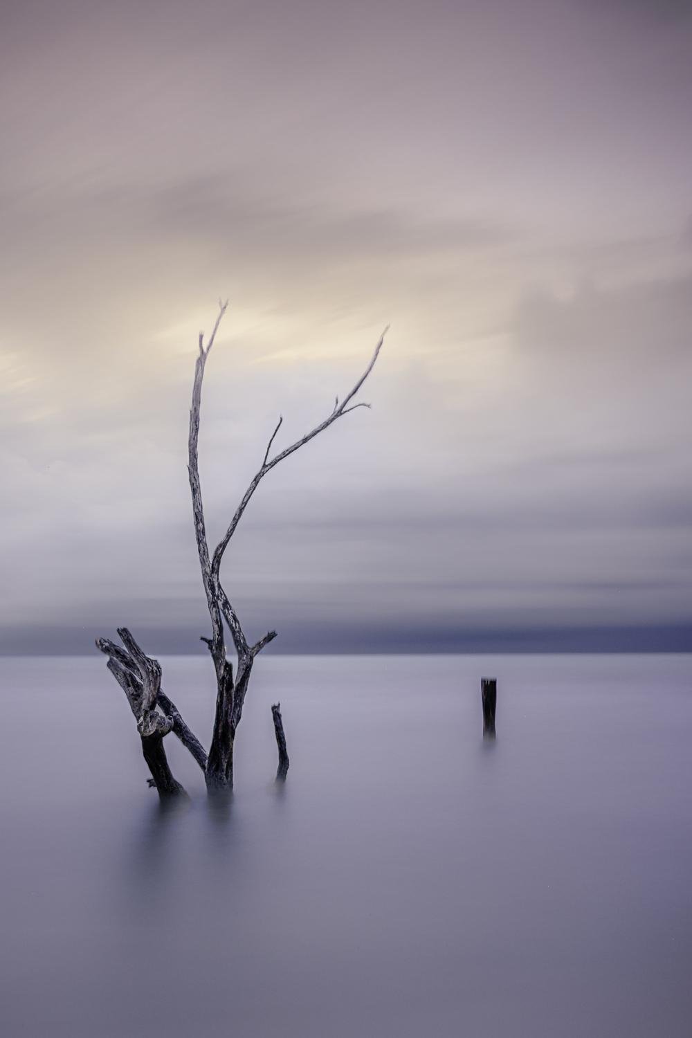 Dead tree in Holbox by Valentin LEFEBVRE