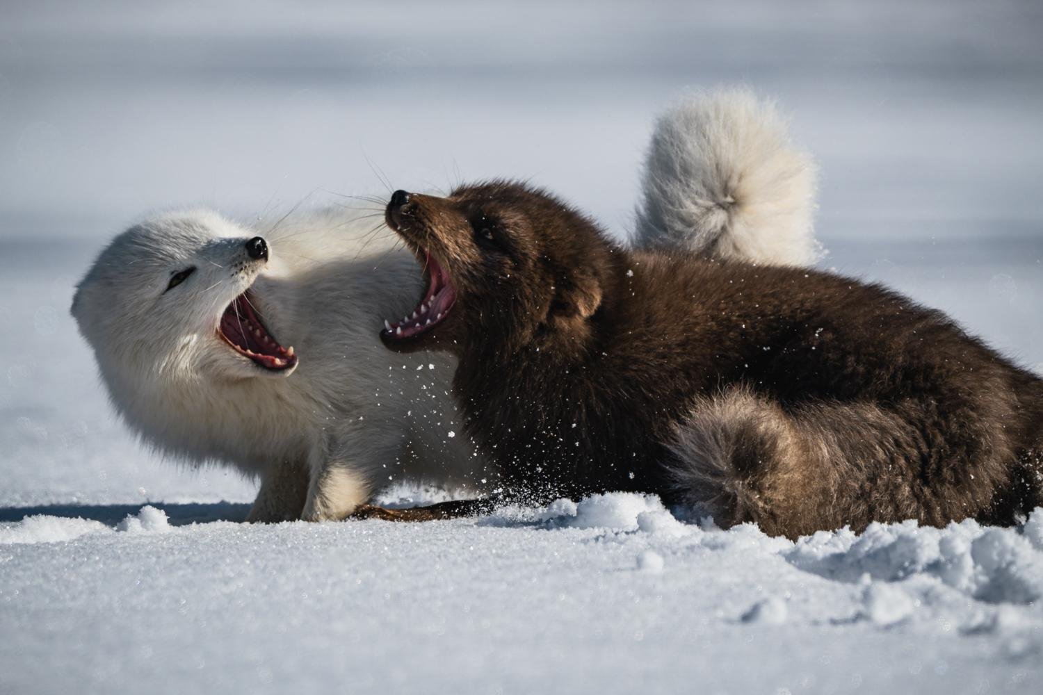 The Language of Affection by Nikita Chicherin