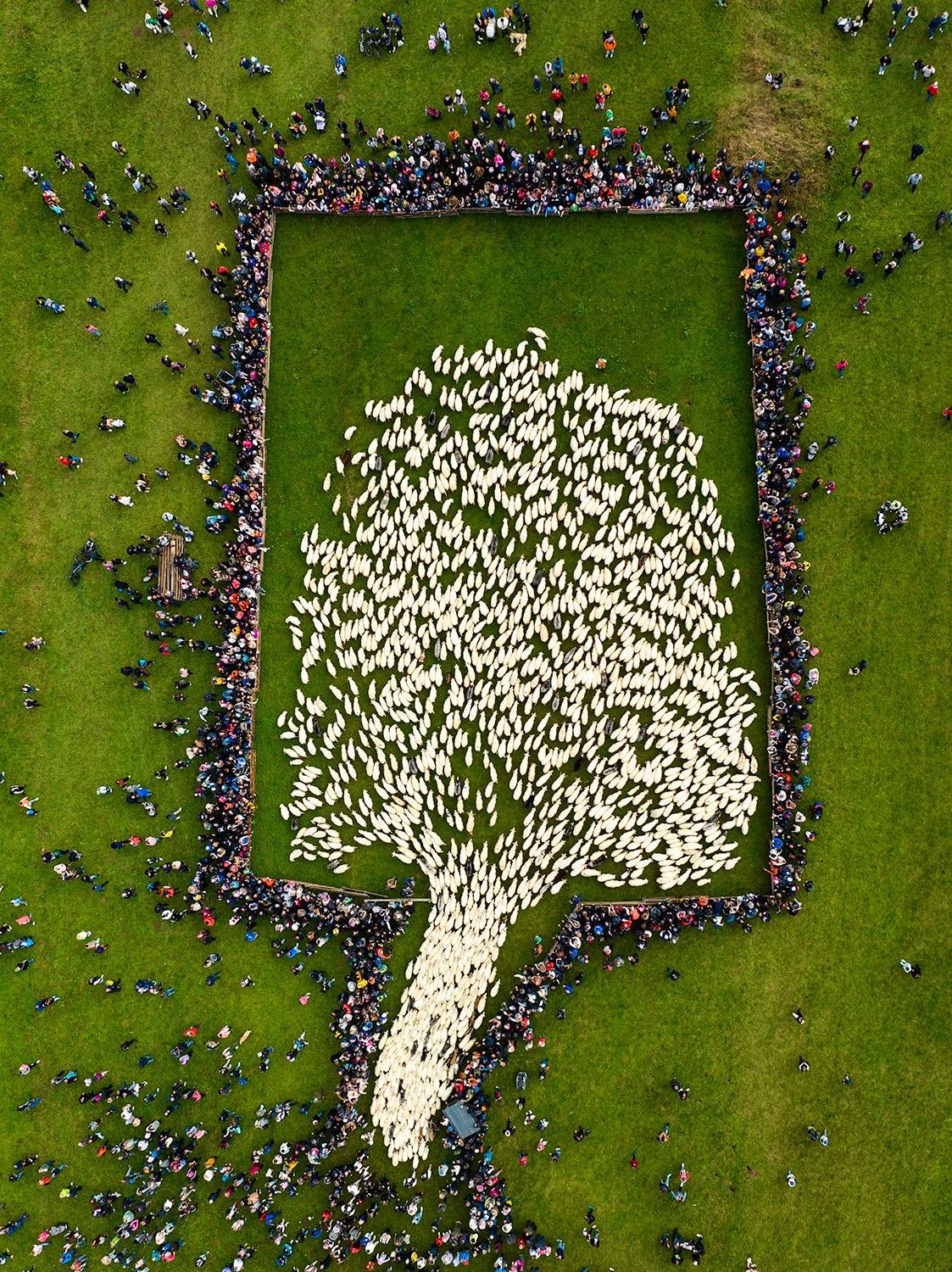 Sheep Tree by Jan Ulicki