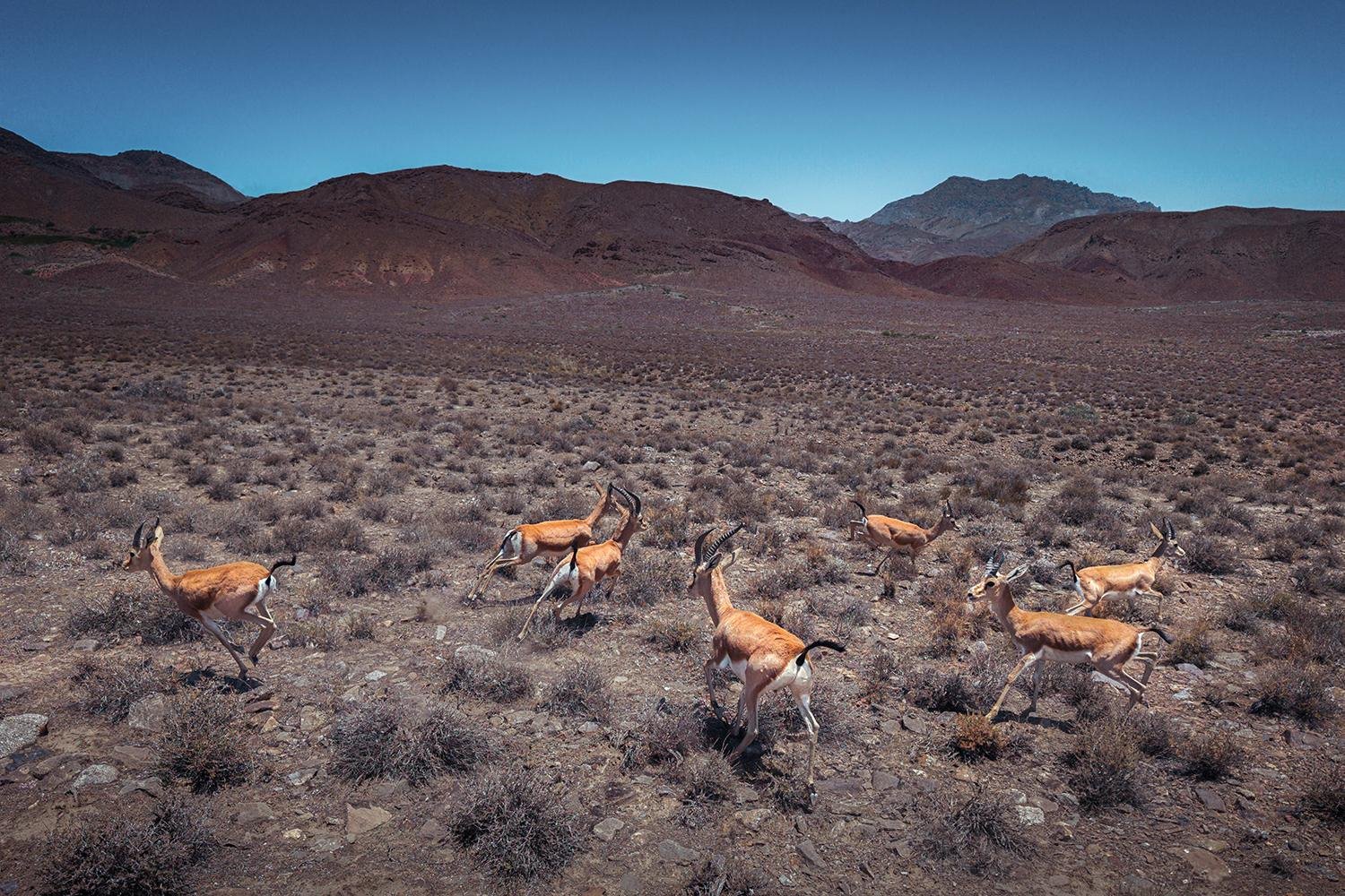 Deer by Abbas Rastegar