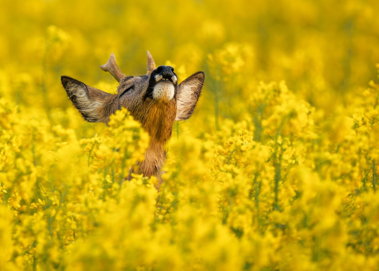 Scent of Spring by Wojciech Sobiesiak