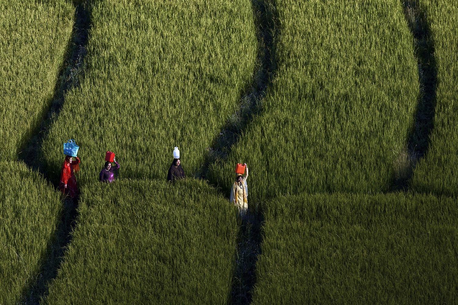 Women in rice paddy by Davoud Izadpanah