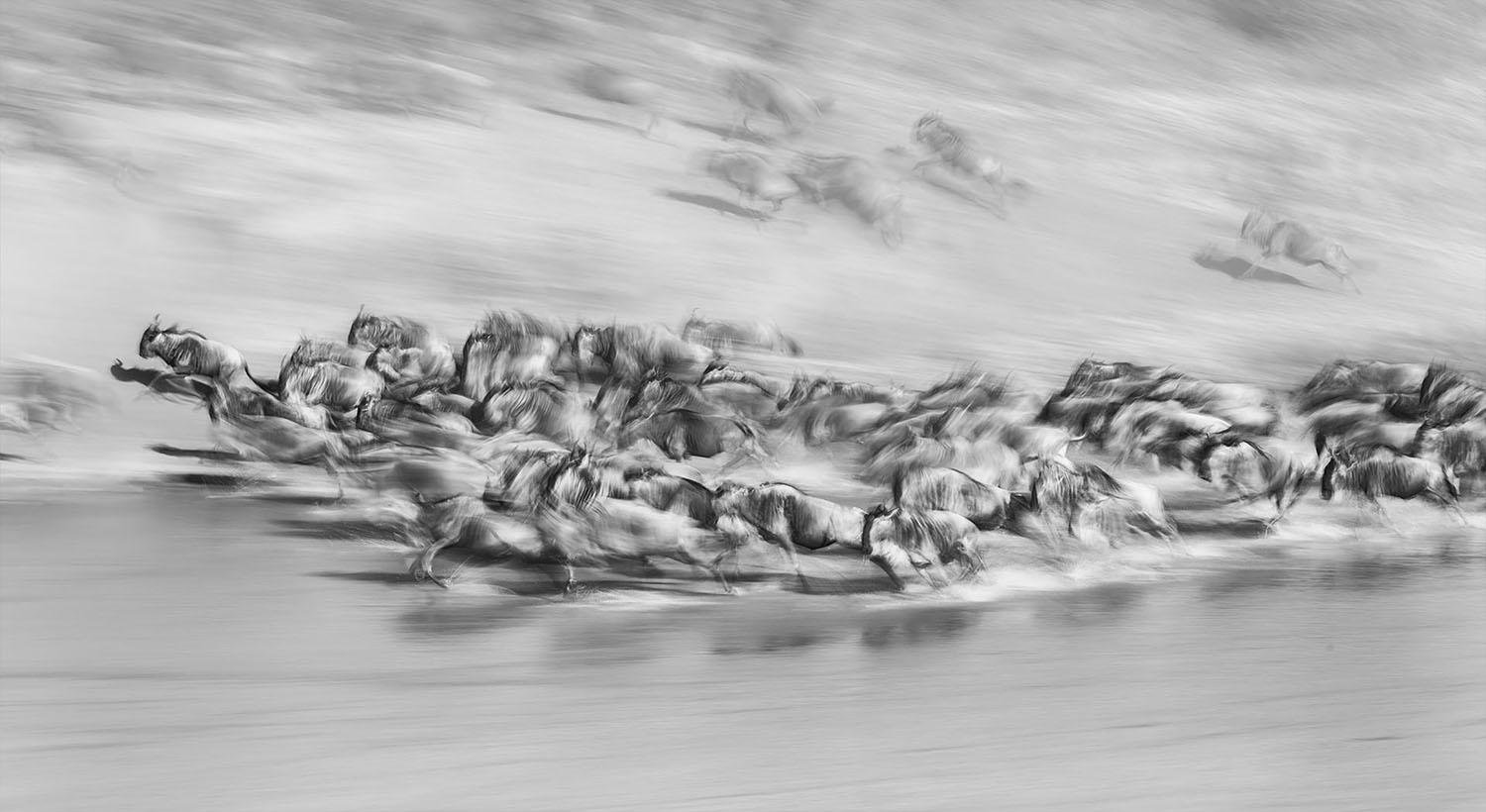 Gallop by Xuejun Long