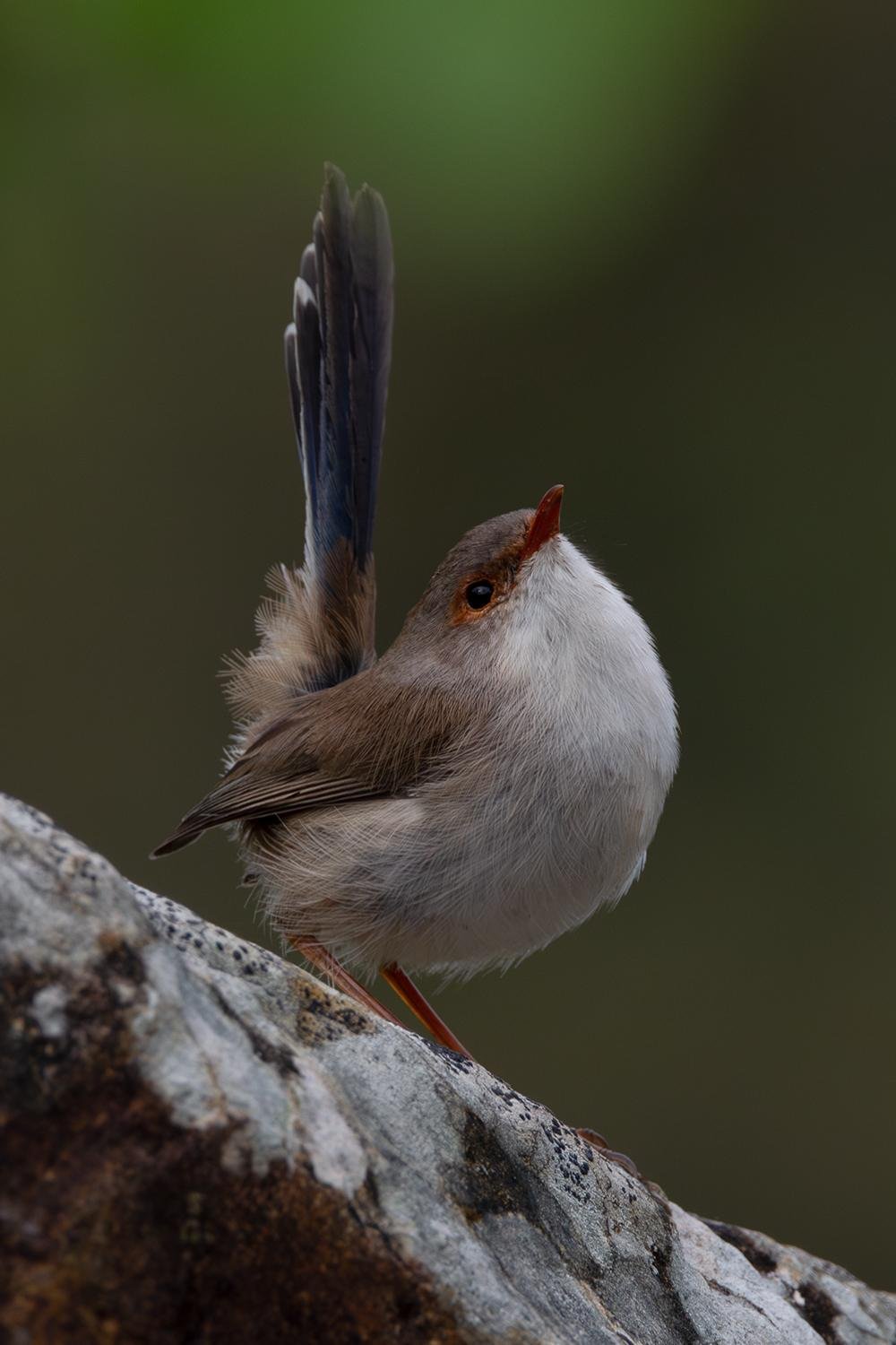 Portrait of Grace: Female Superb Fairy Wren by Heather Smith