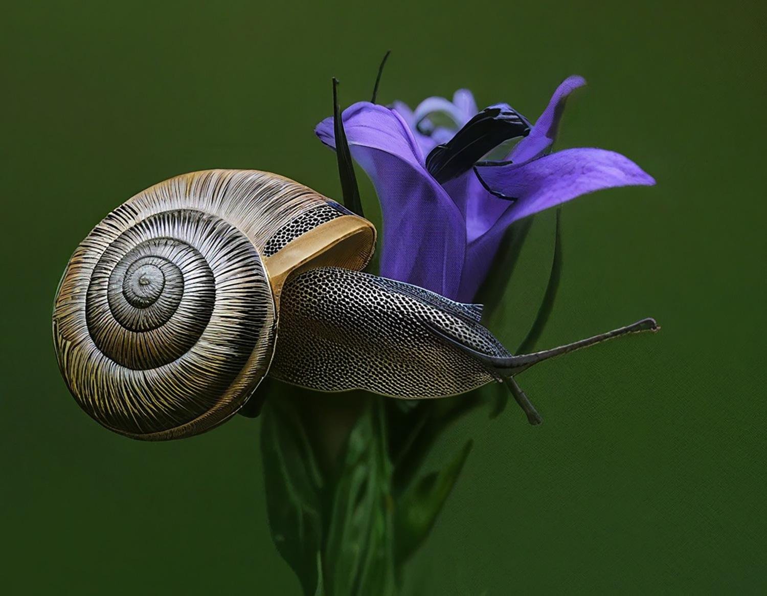 Snail dance on a flower by mohebbipour farzad