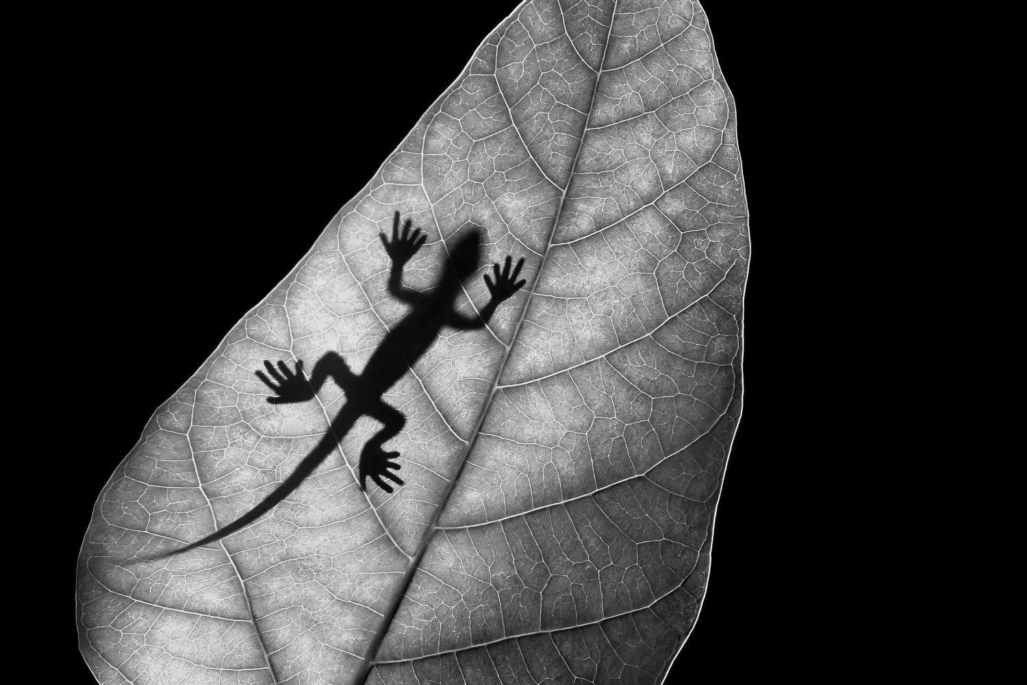 Phantom of Lizard by Leka Huie
