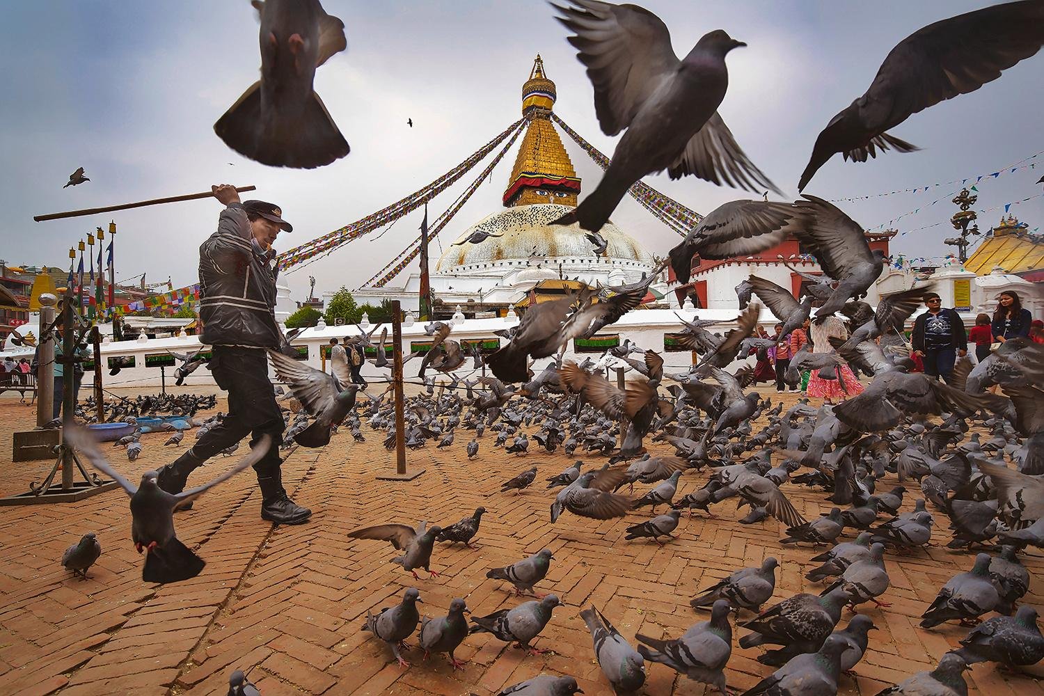 Pigeon Warden by Ken Ang