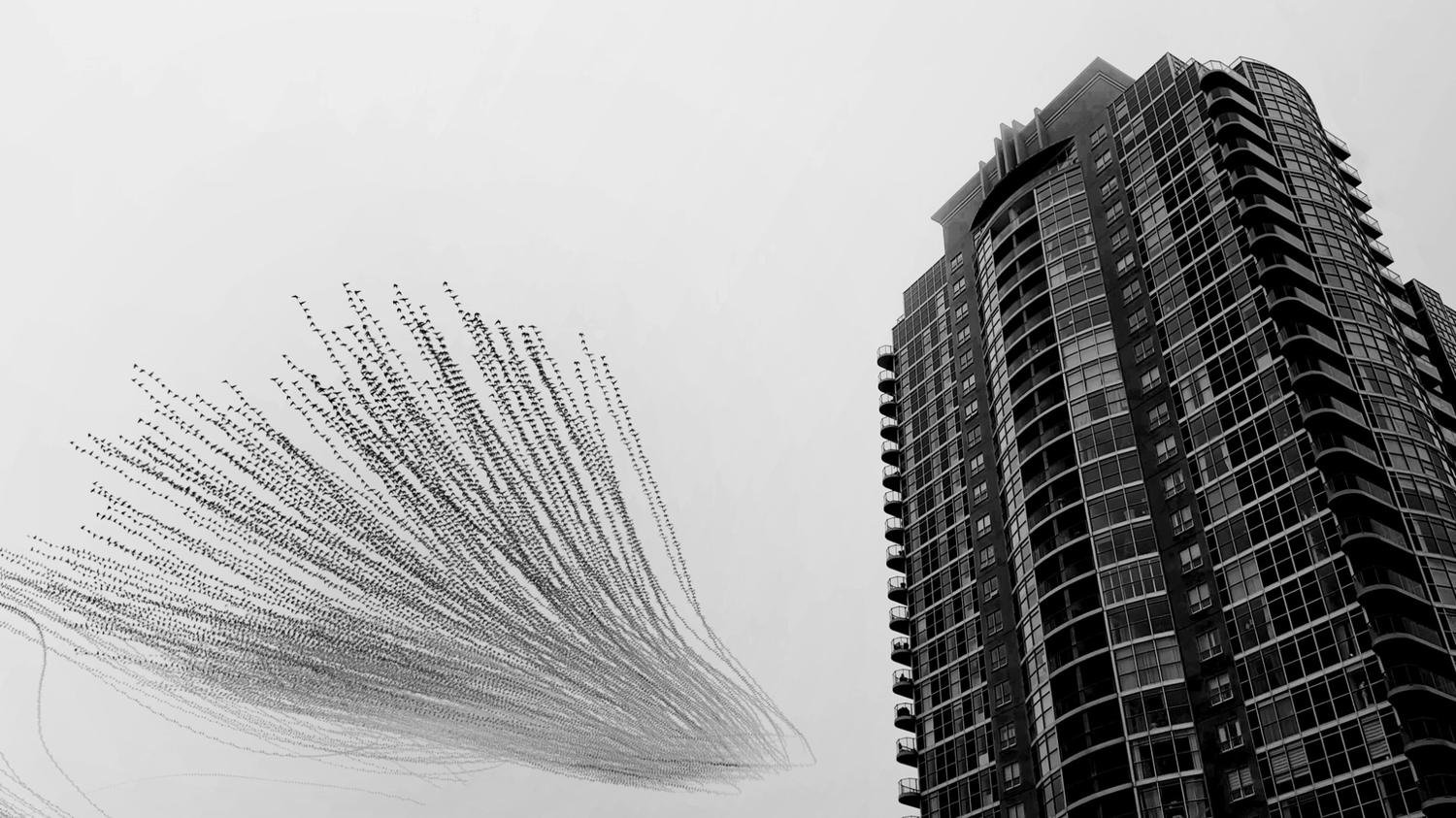 Wings Over Concrete by Raghuvamsh Chavali
