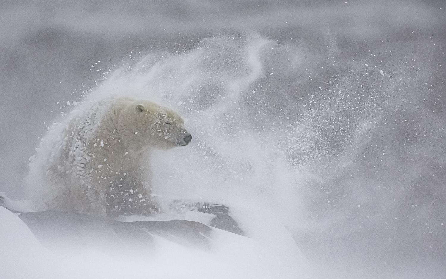 Relaxing in the snow by Daniel Valverde