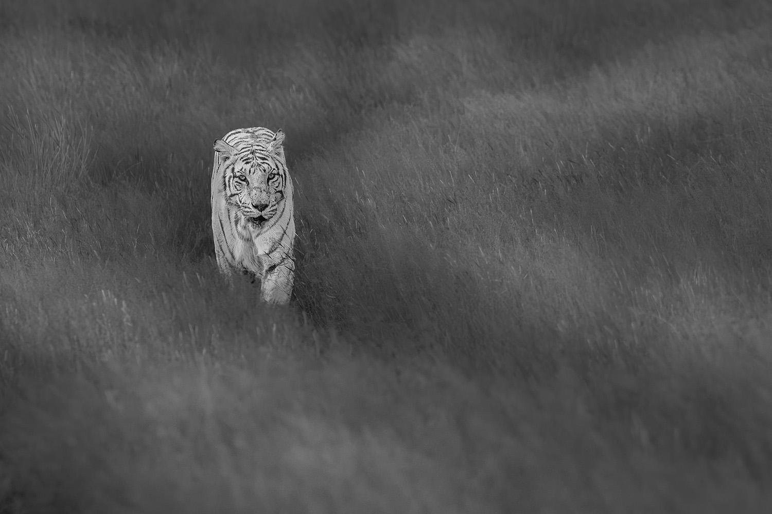 In Memory of Tigress Tibo by Xuejun Long