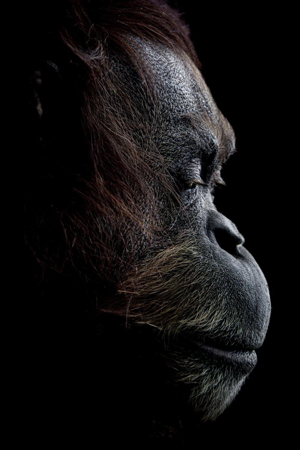 Deep in Thought: Orangutan by Venkatesh Kittur