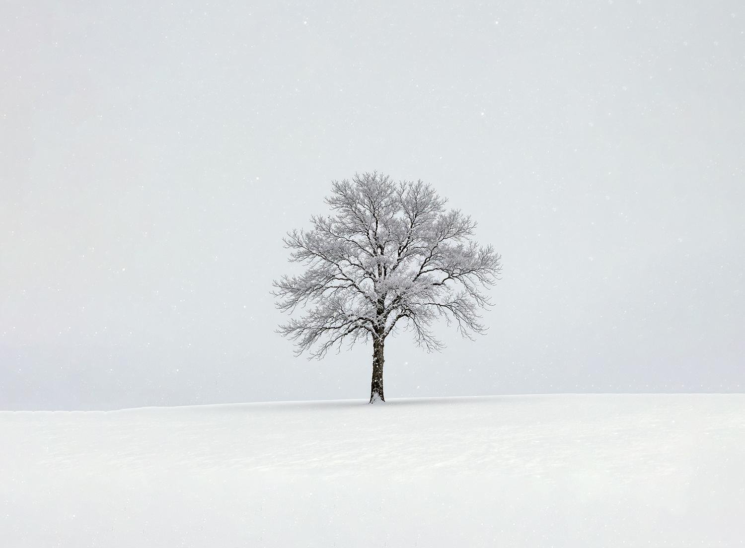 tree by Vahid Babaei