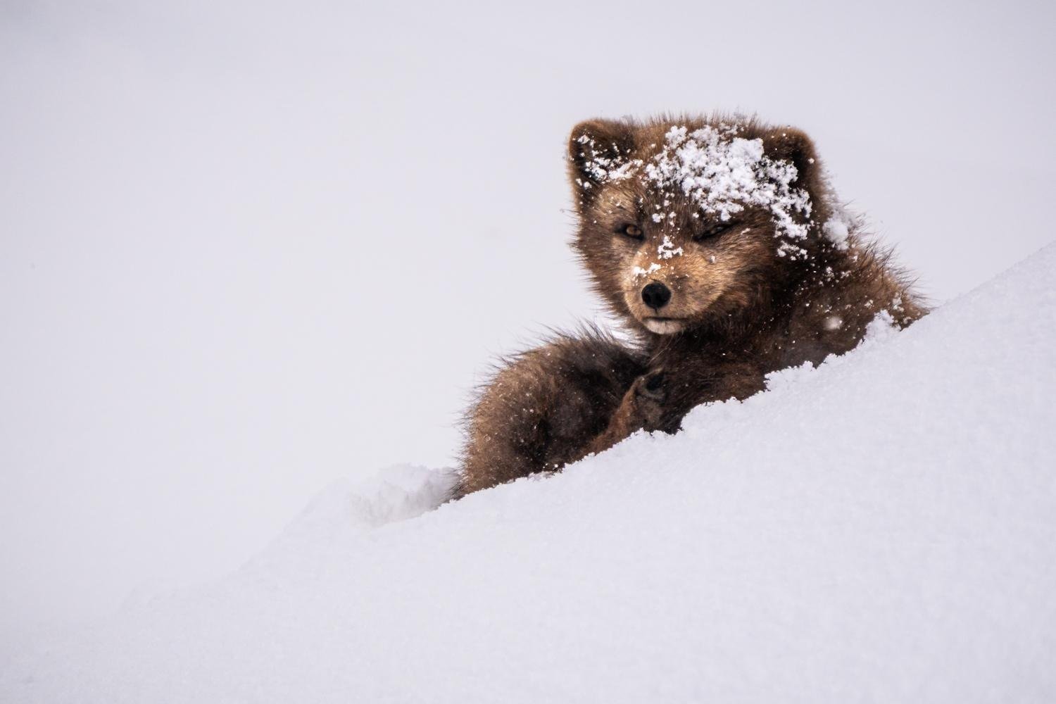 Nature/Wildlife