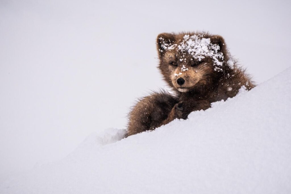 Nikita Chicherin , Germany