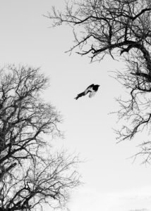 Amidst the Silence