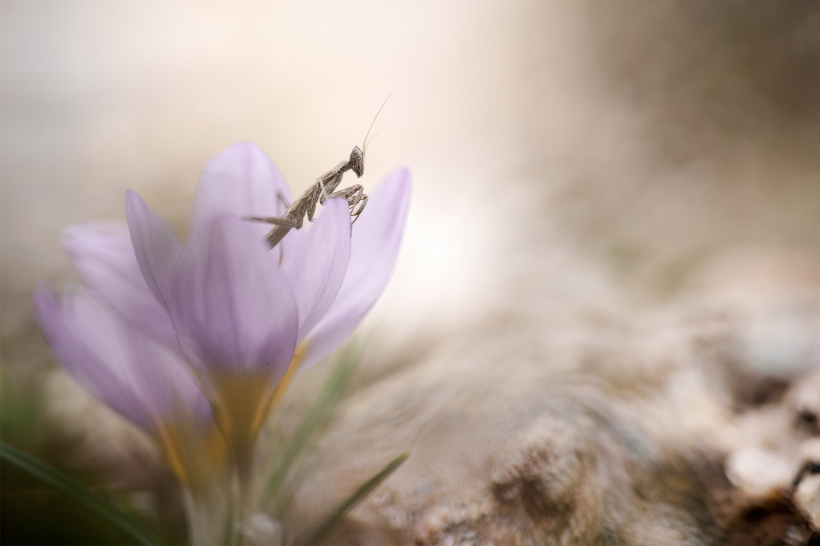Mantis on a crocus by Panagiotis Dalagiorgos
