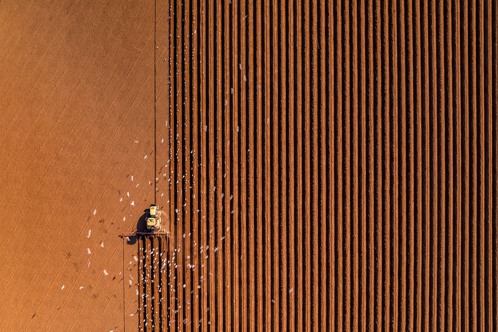 Potato Ridging by Chris Gurton