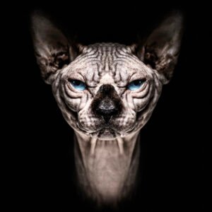 Animalia Humanitas