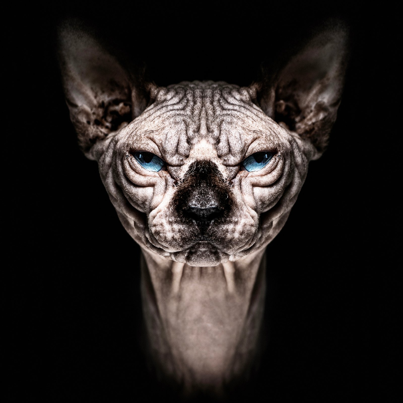 Animalia Humanitas by Pieter Clicteur