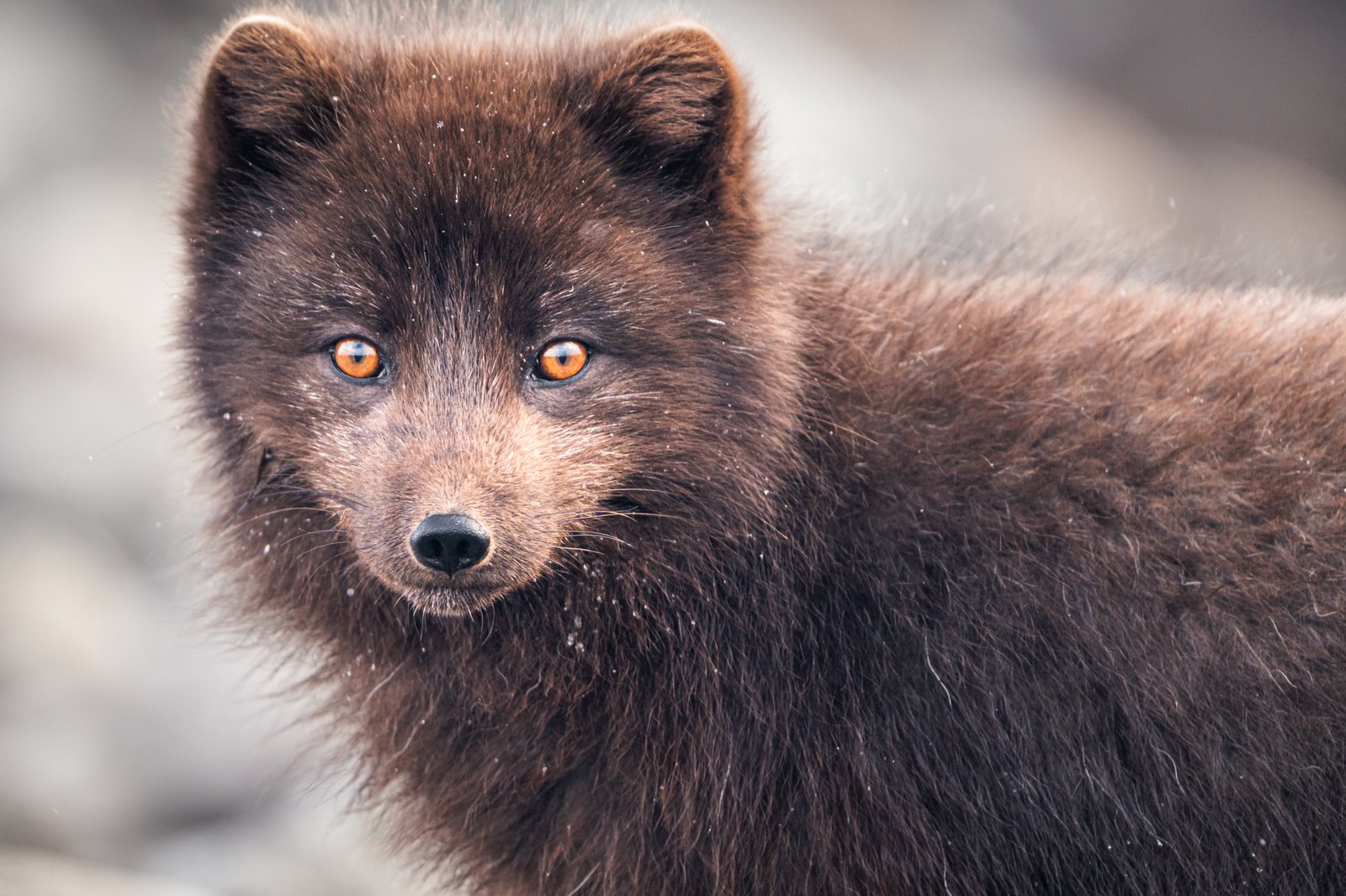 Held by the Artic Gaze by Nikita Chicherin