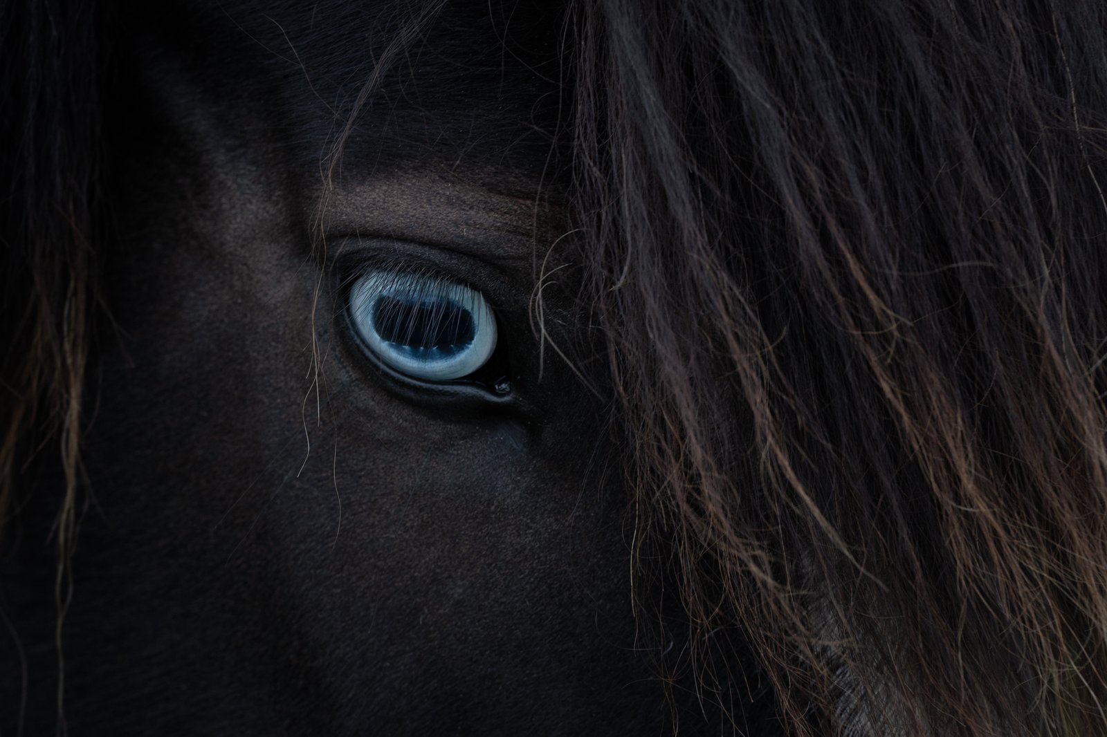 Blue by Denise Strauch
