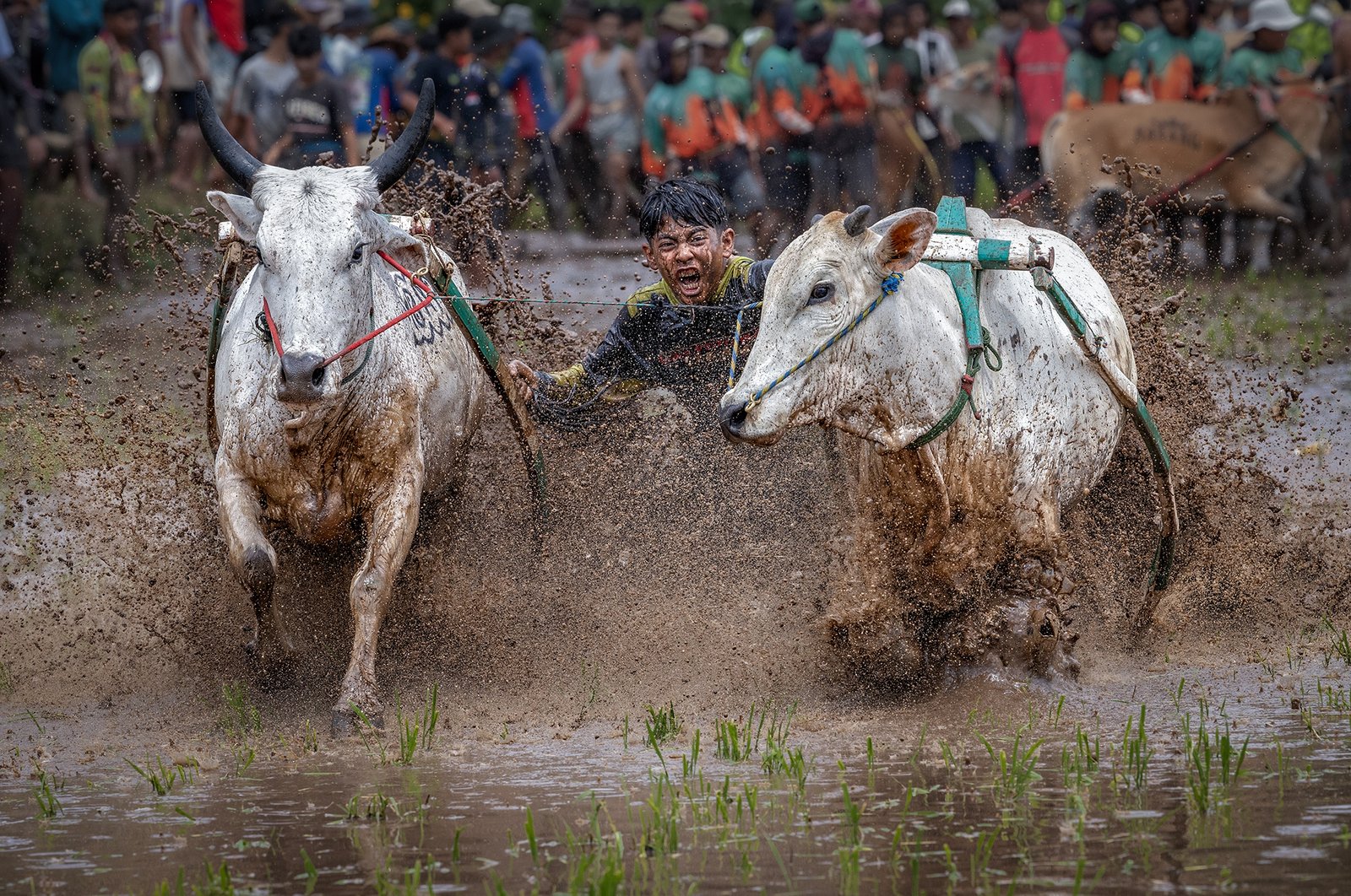 Cow Race Festival by Mohammed Muhtasib