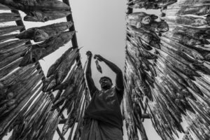 Labor Among the Drying Fish