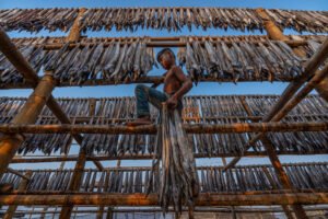 Among Drying Fish