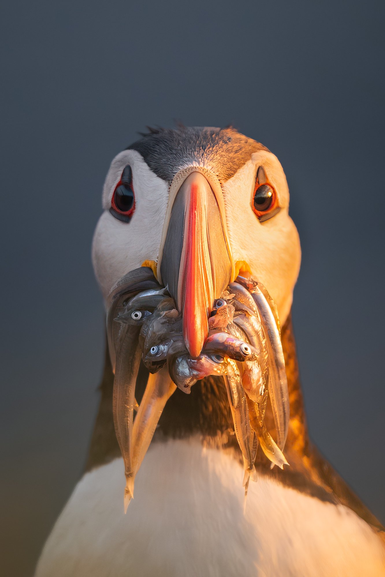 Eye To Eye by Nikita Chicherin